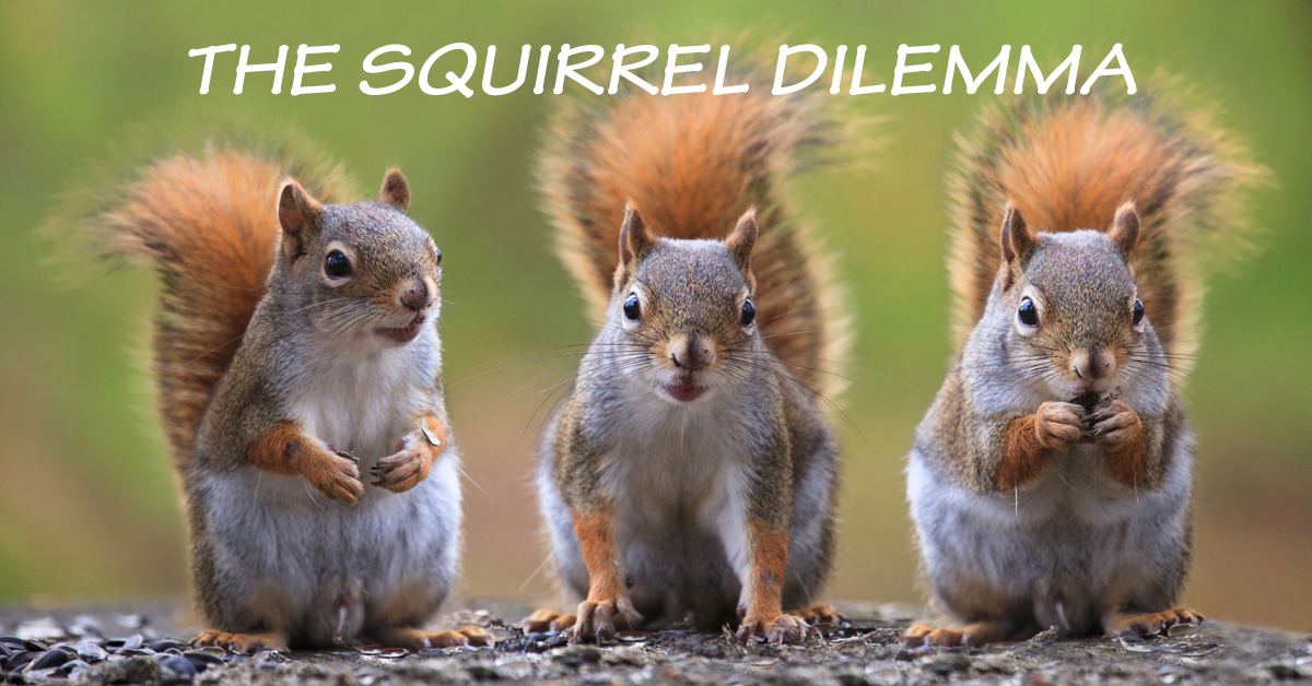 The Squirrel Dilemma